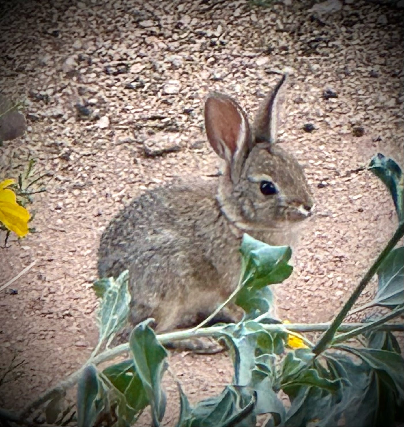 Desert Cotton-tailed Rabbit — personal photo