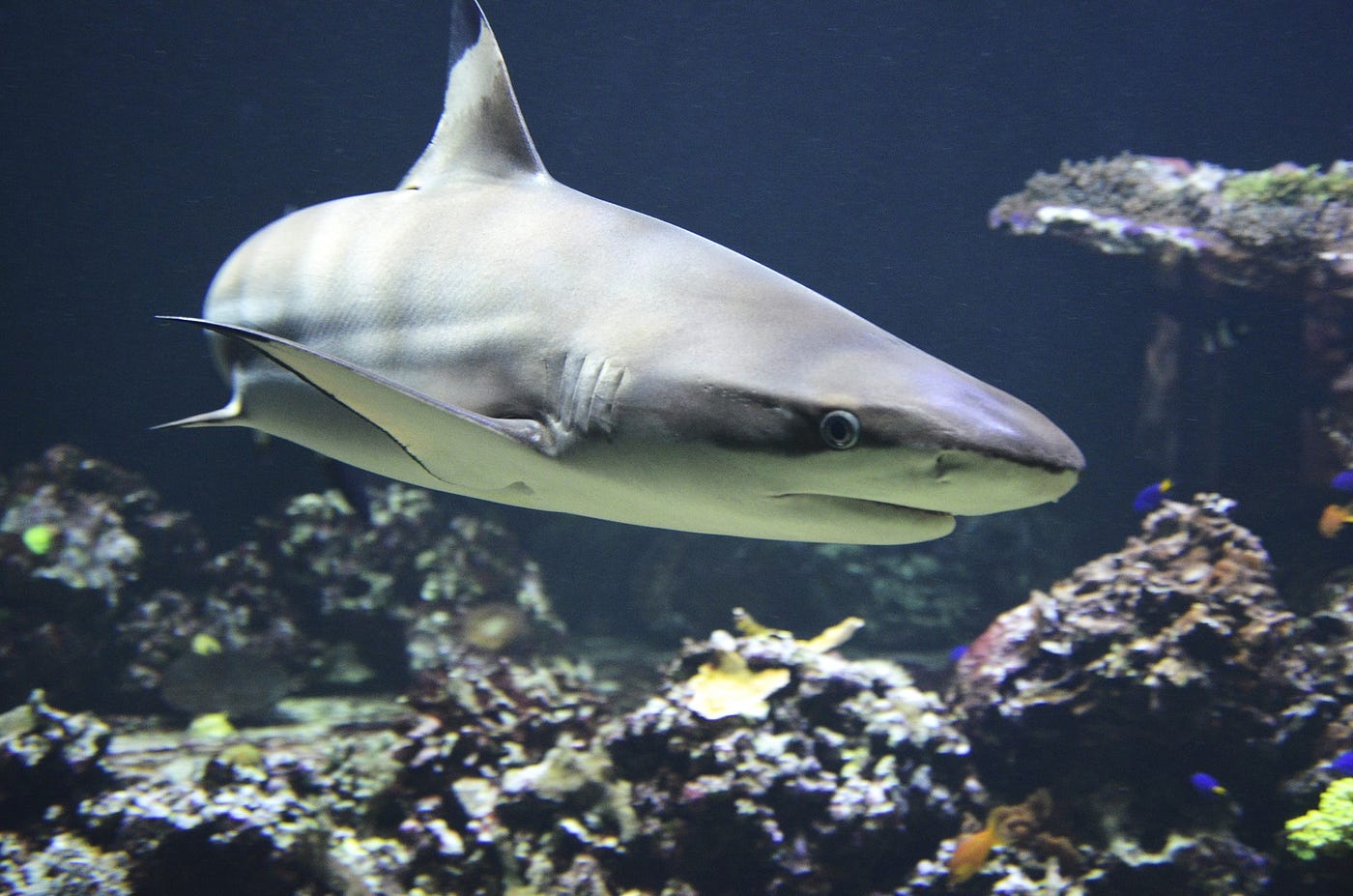 Des scientifiques de Floride cherchent un nouvel angle d’approche de la déprédation par les requins