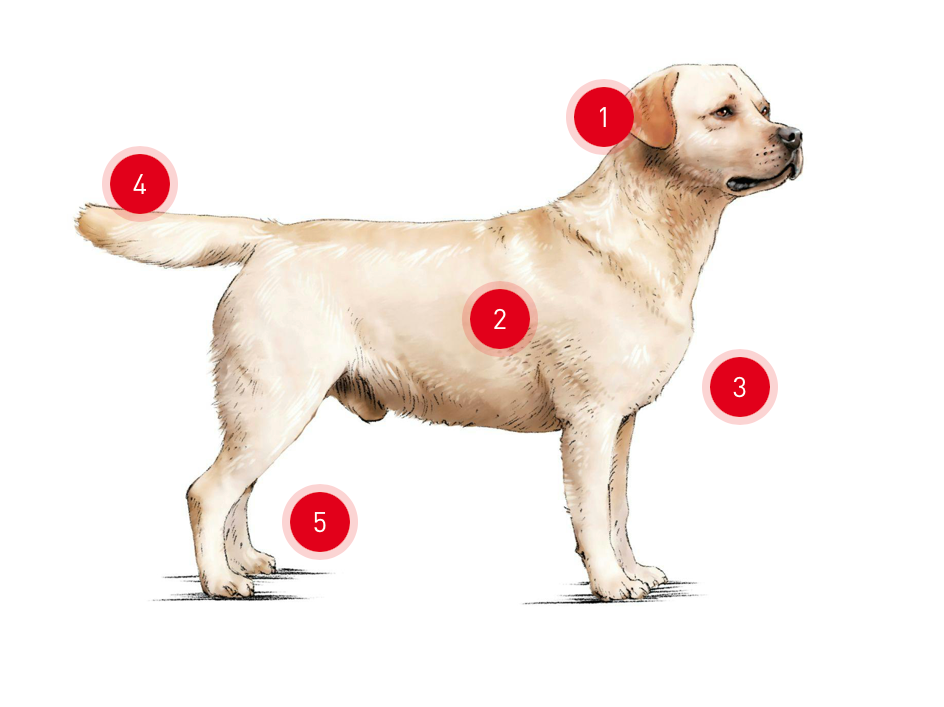 Labrador Dog Behaviour: Unraveling Their Playful Nature
