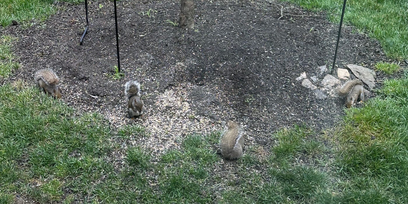 Chat with Deb—Psycho-Squirrel? Or Tree-Rat with a Sweet Tooth?