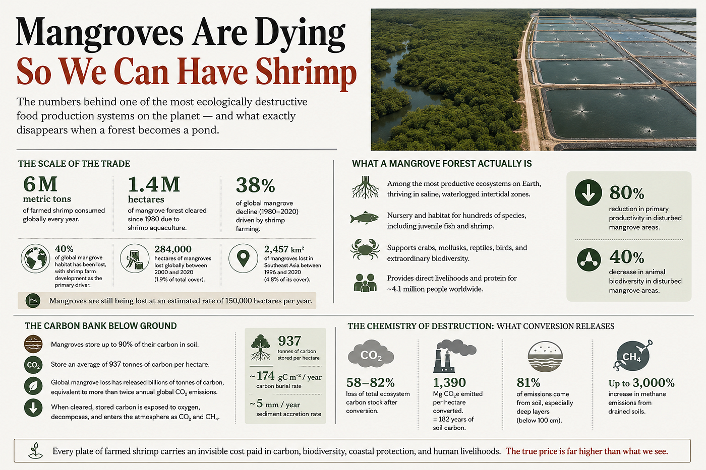 Mangroves Are Dying So We Can Have Shrimp