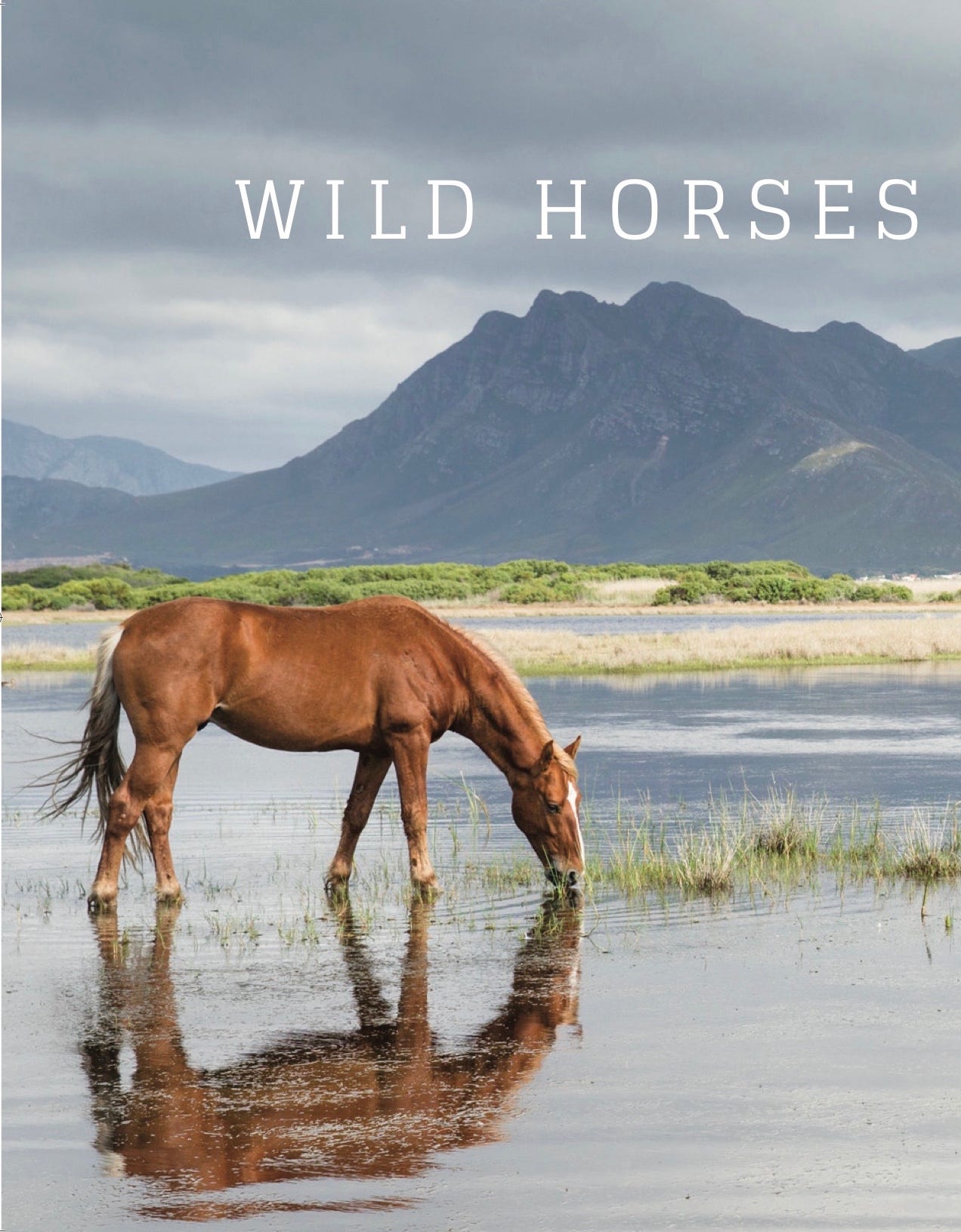 The Wild Horses of Kleinmond.. In the Overberg town of Kleinmond