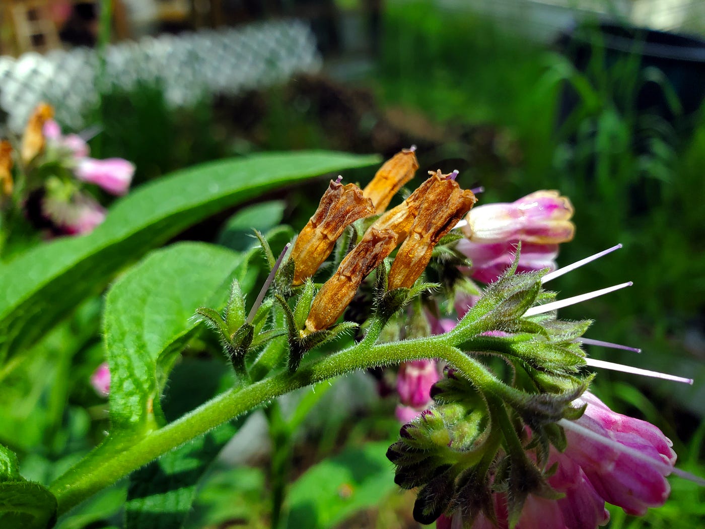 The spent flowers of the comfrey (photo by author)