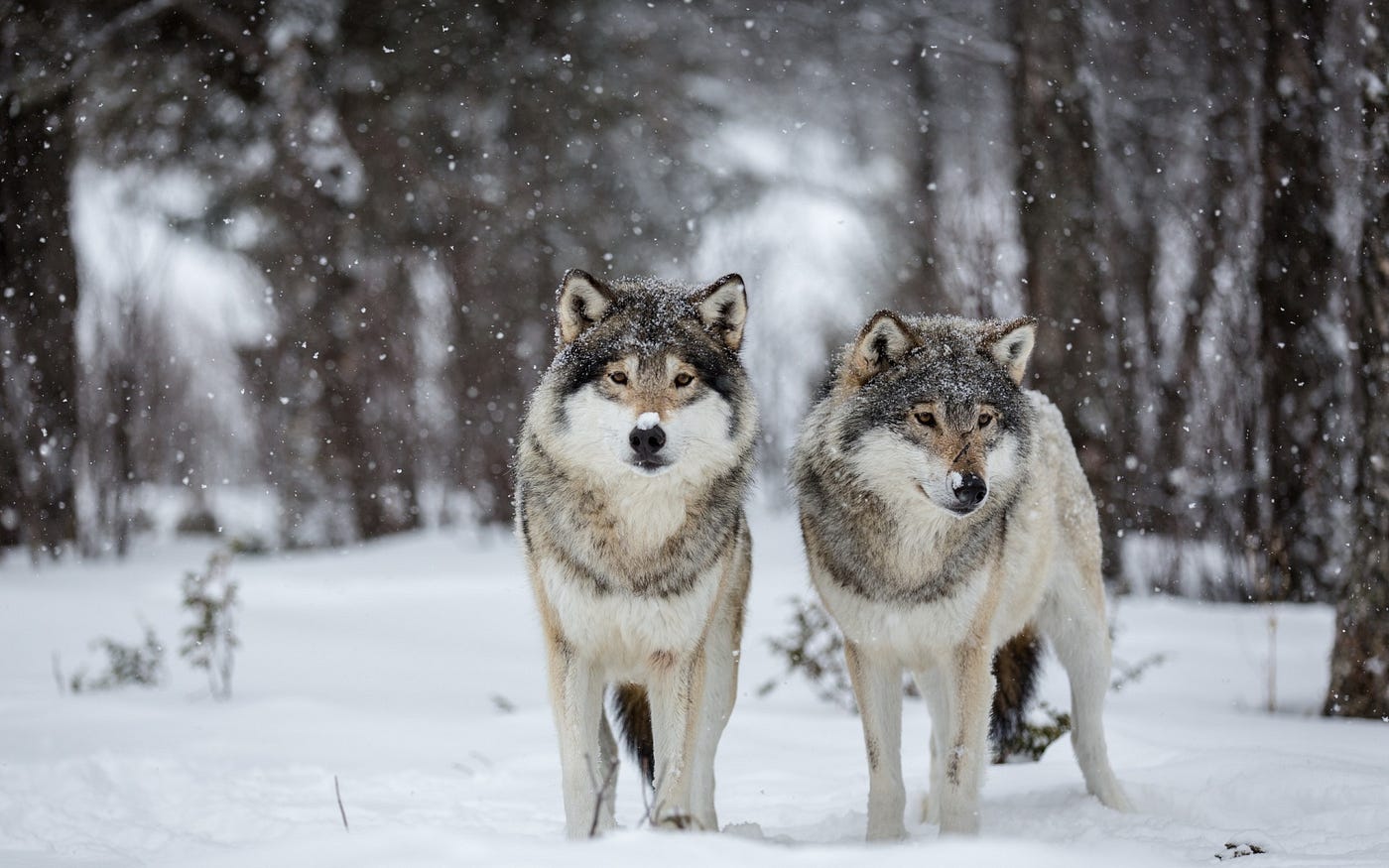 black and white wolf dog