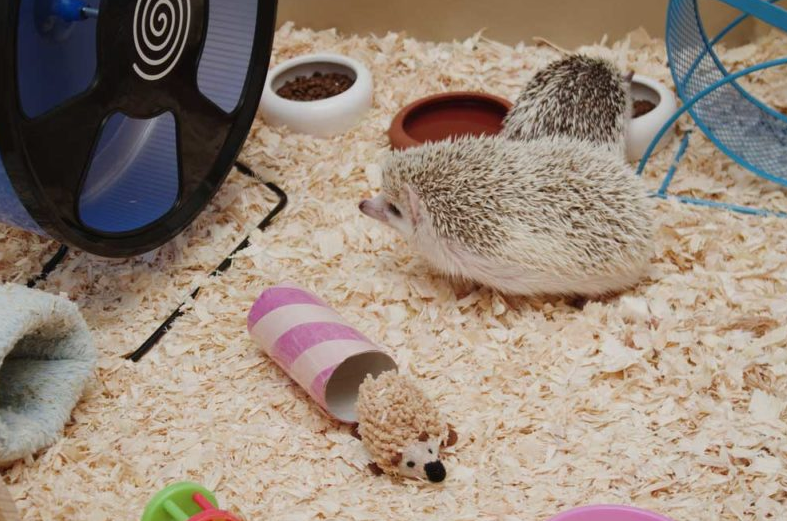 Setting up a cage for your hedgehog | by Hedgehog 101 | Medium