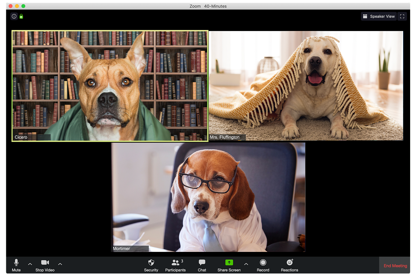 Every Type Of Zoom Call Participant, Illustrated By Dogs By