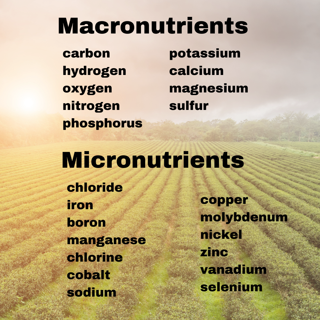Does Plants Need Food: Essential Facts Every Gardener Must Know