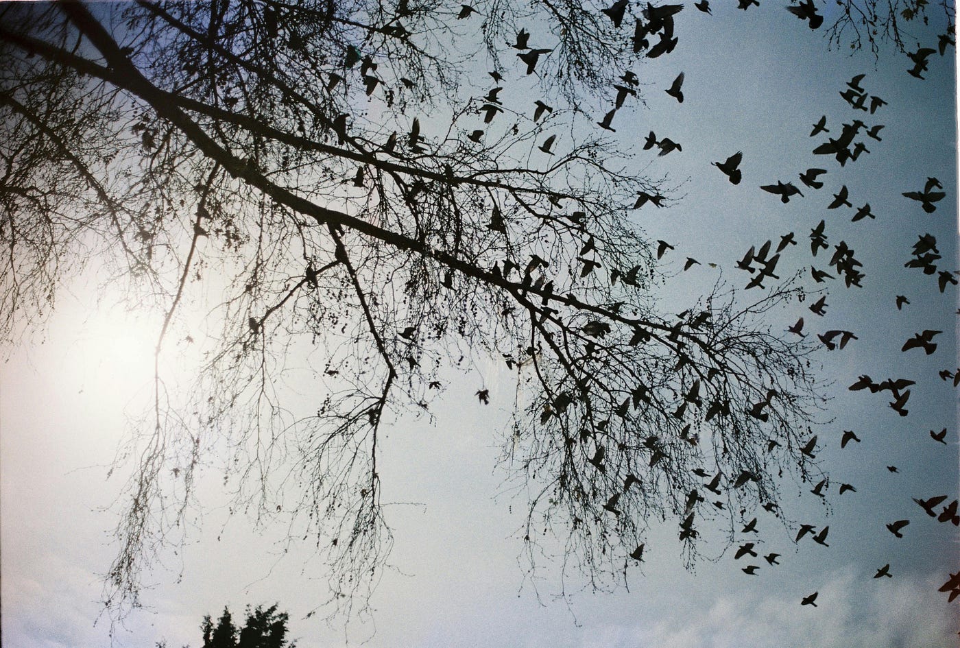 Revisiting Hitchcock’s The Birds