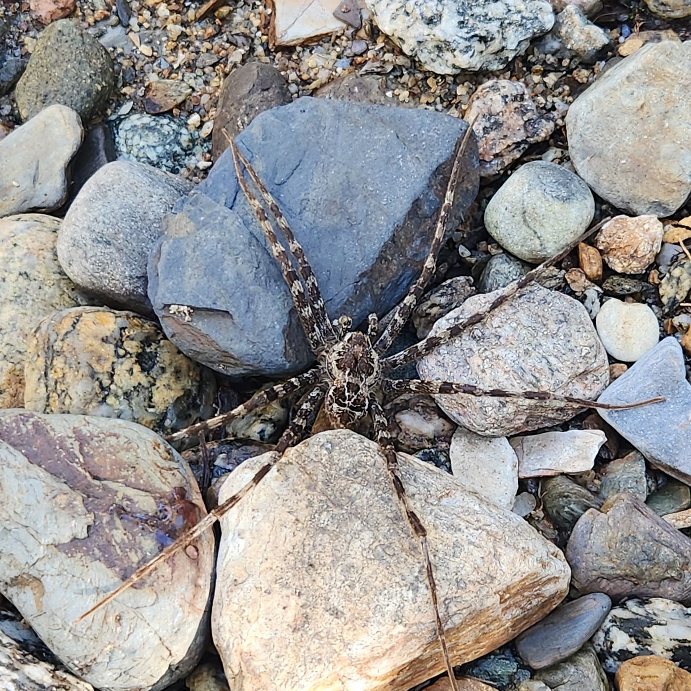 Water spider