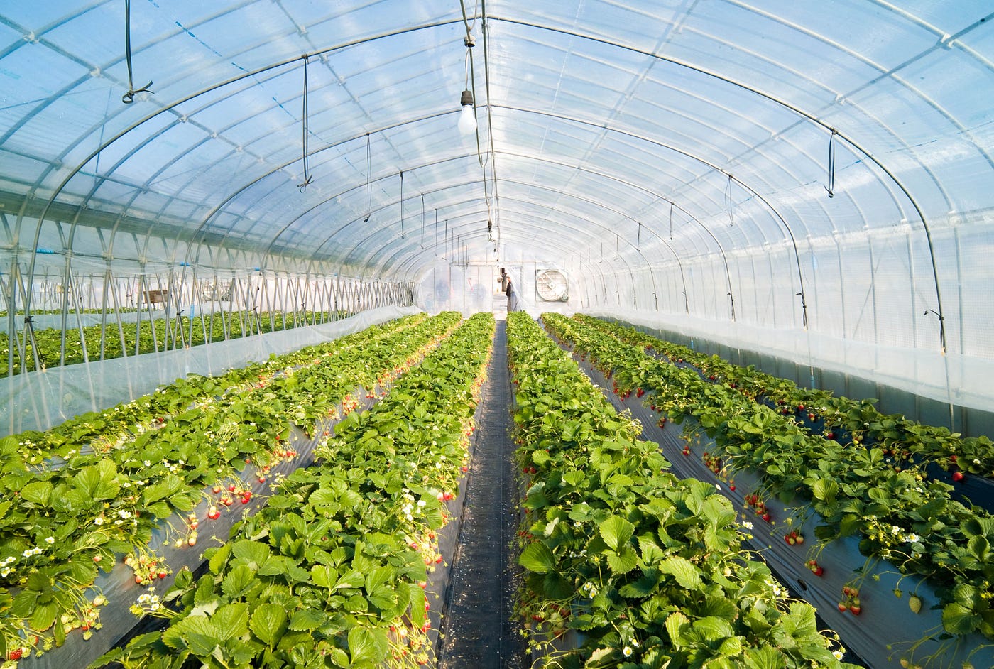 Going green in the greenhouse. Greenhouse Effect is a pretty well