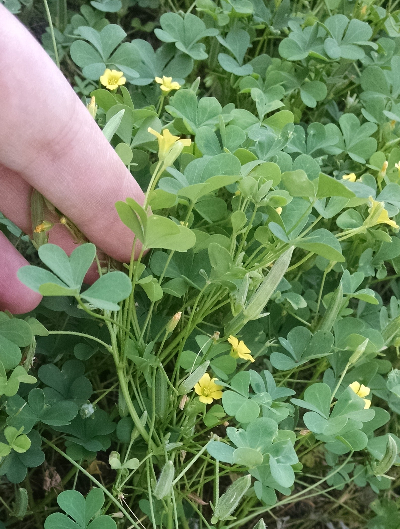 Wild, Tasty Woodsorrel. This stuff grows everywhere, starting | by Chris  Stepnitz | Maryland Wild Plants | Medium