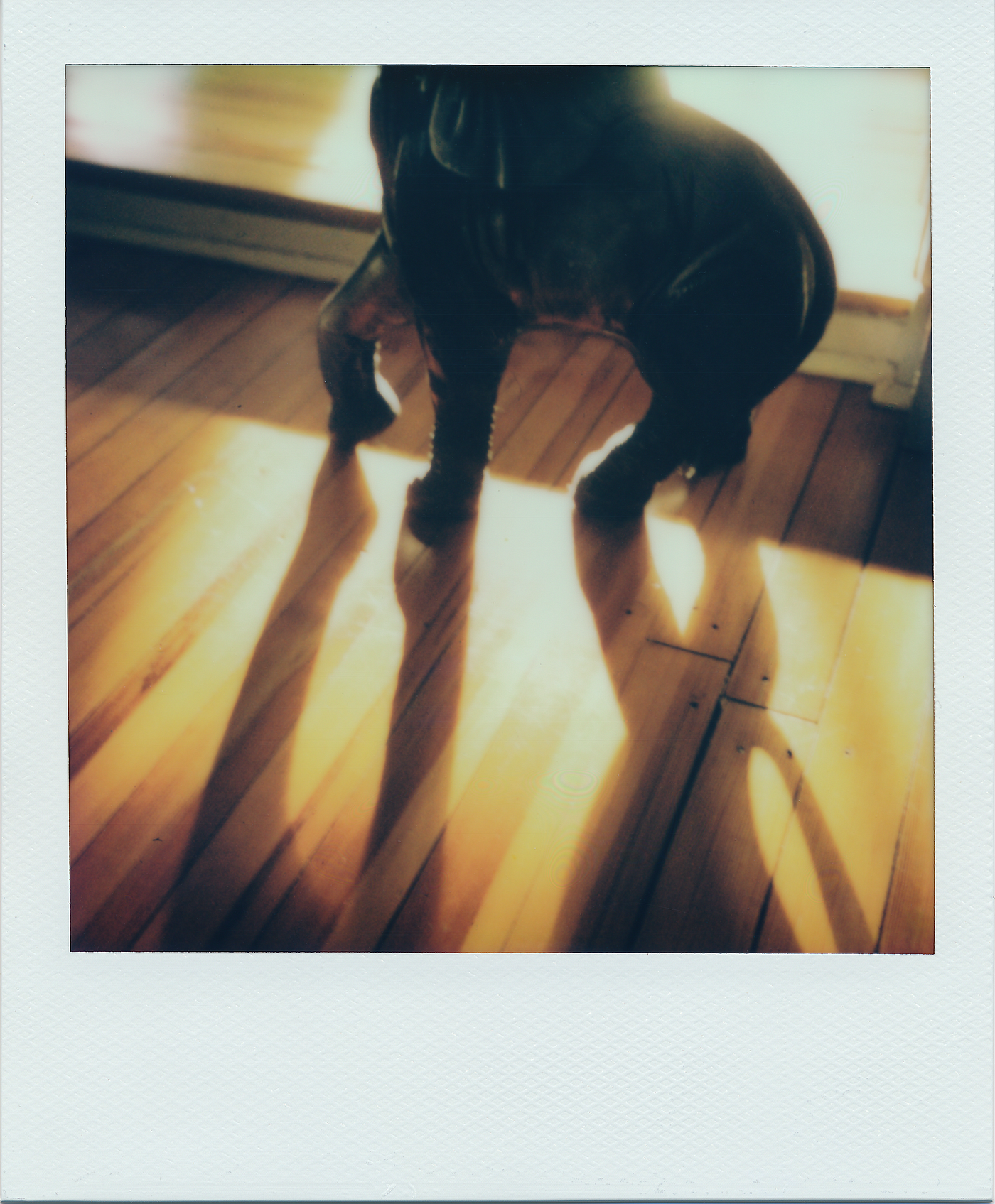 Testing an SX-70 with 600 Film. Day 82 / 2022 Photo Project365 | by Russ  Murray | Medium