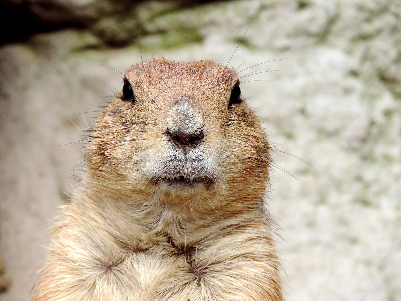 Virtual Field Trip - Groundhogs Day - digital version