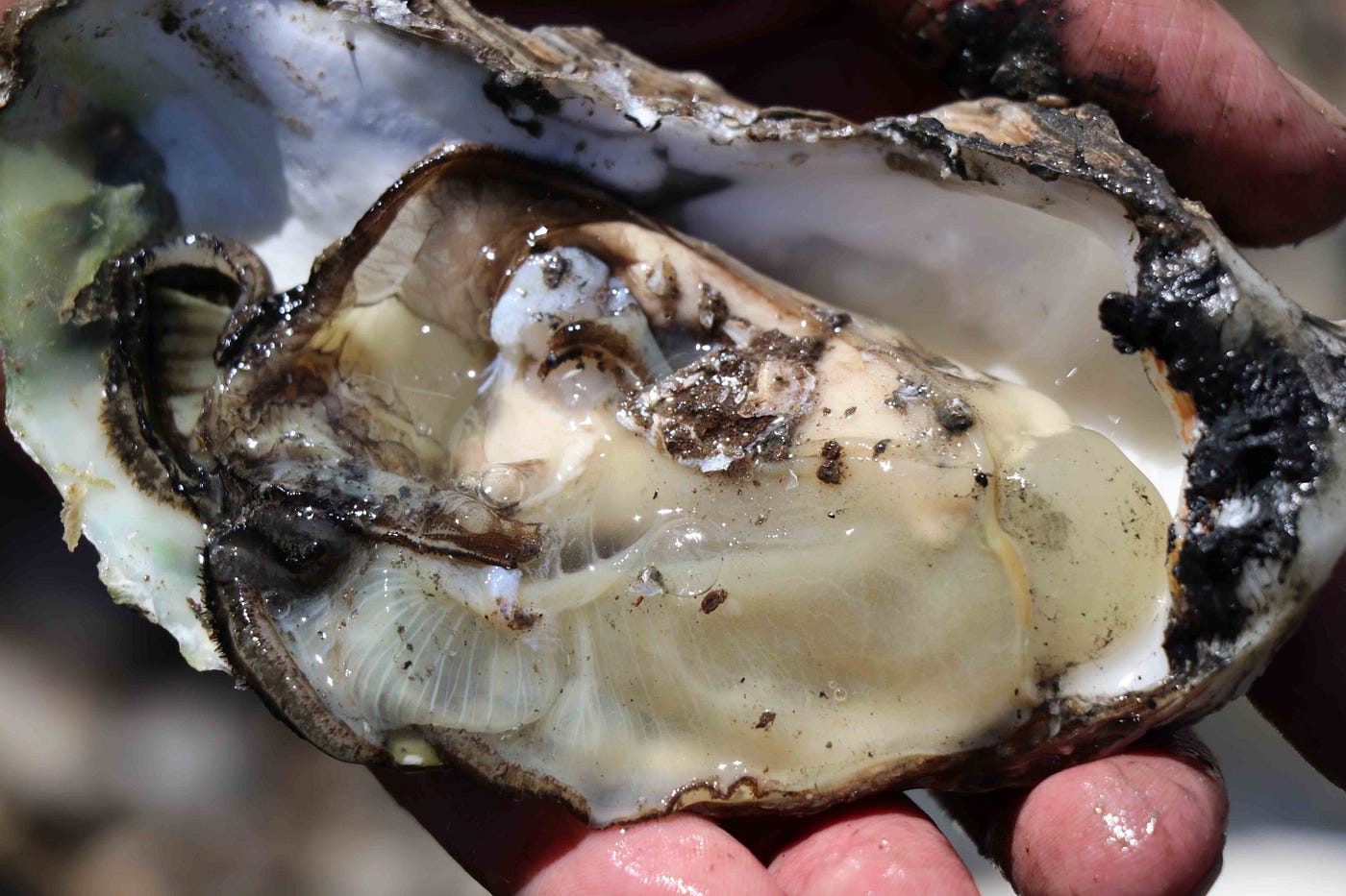 When are Oysters in Season: Ultimate Guide to Freshness & Flavor