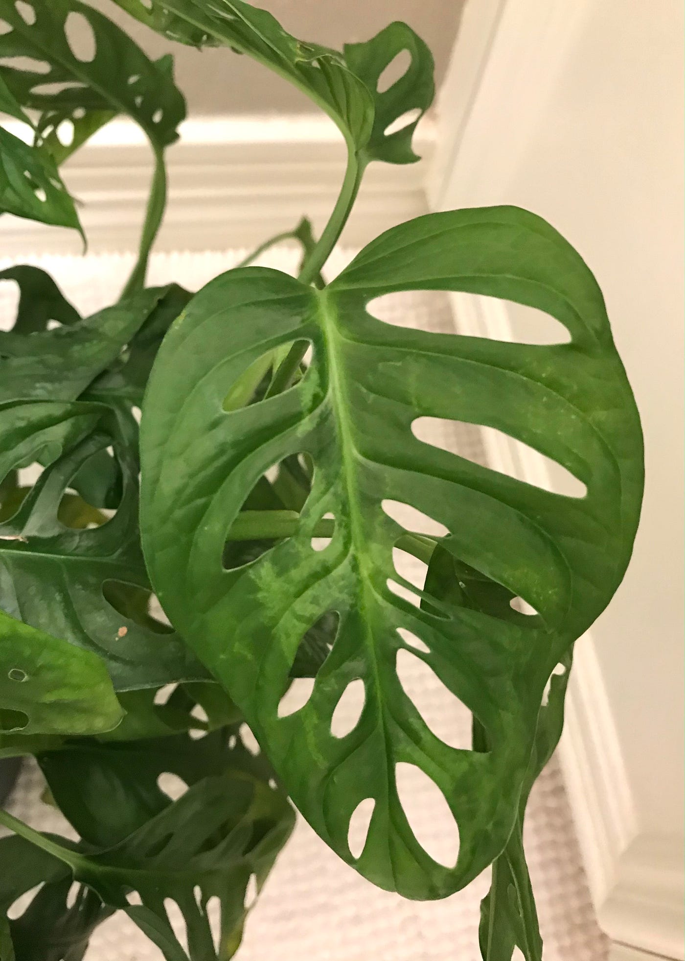 bouture monstera Monstera Deliciosa Variegata - H:30cm, ø 9cm main image 0