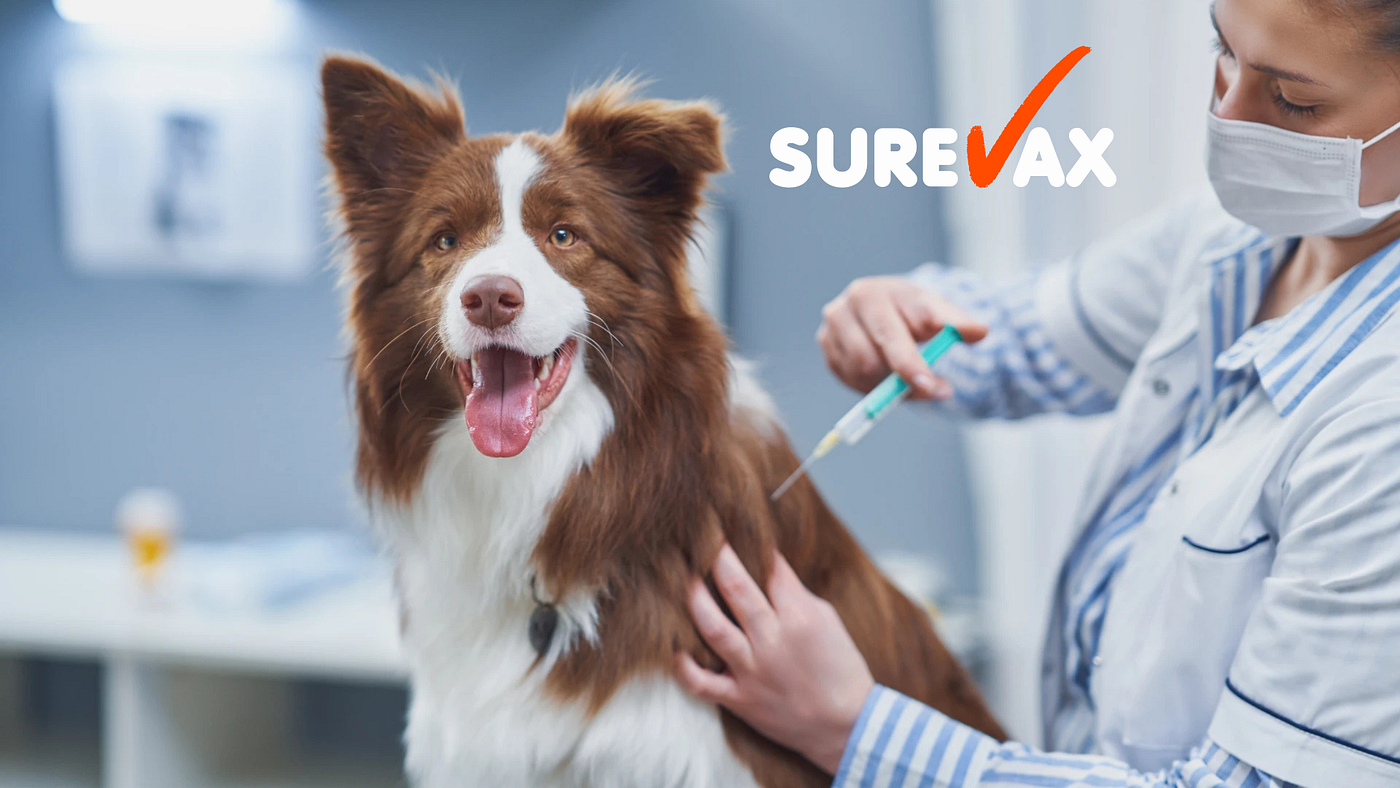 Why You Need an Anti-Rabies Vaccine Following Animal Bites