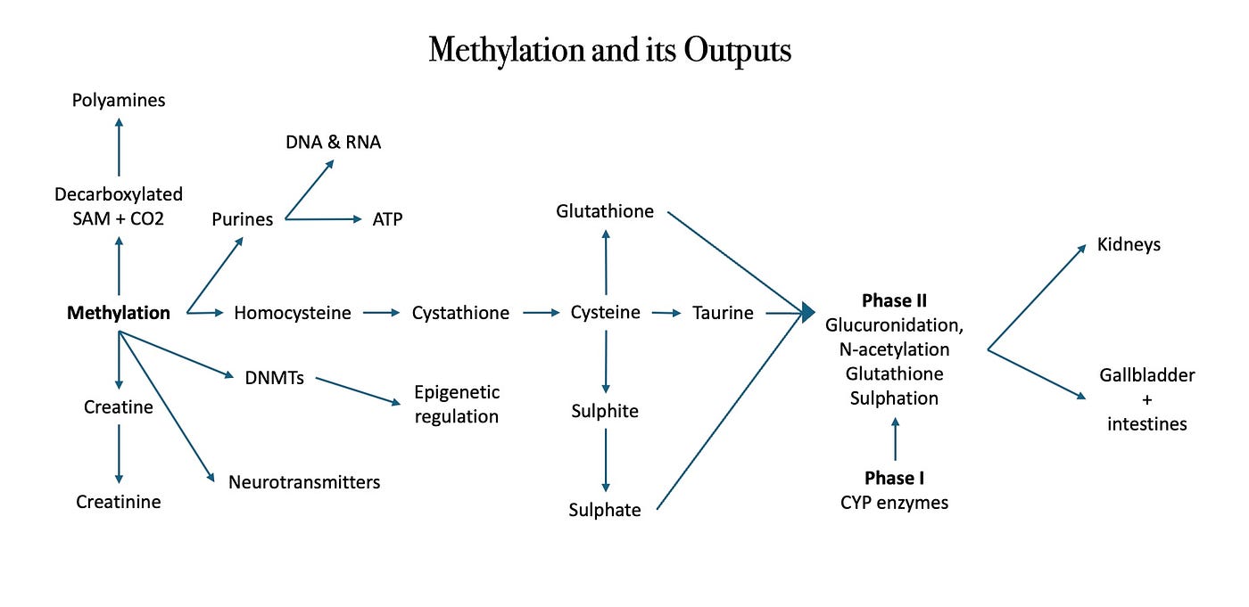 Why Homocysteine is The Most Important Health Biomarker You've Never Heard  Of | by Lou Chalmer | In Fitness & In Health | Medium