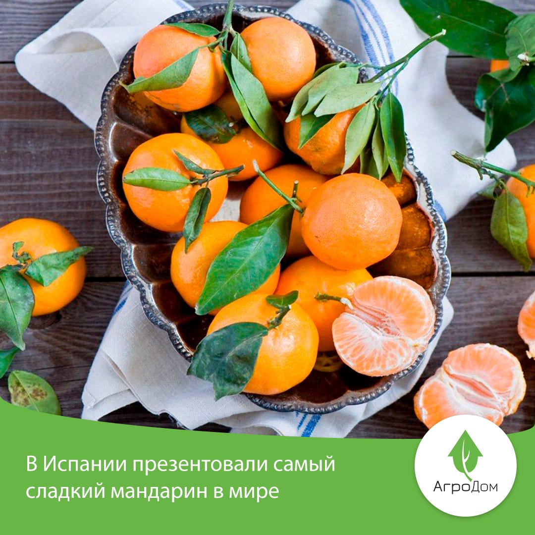 Какой сорт мандаринов самый сладкий. Какой сорт мандаринов самый сладкий