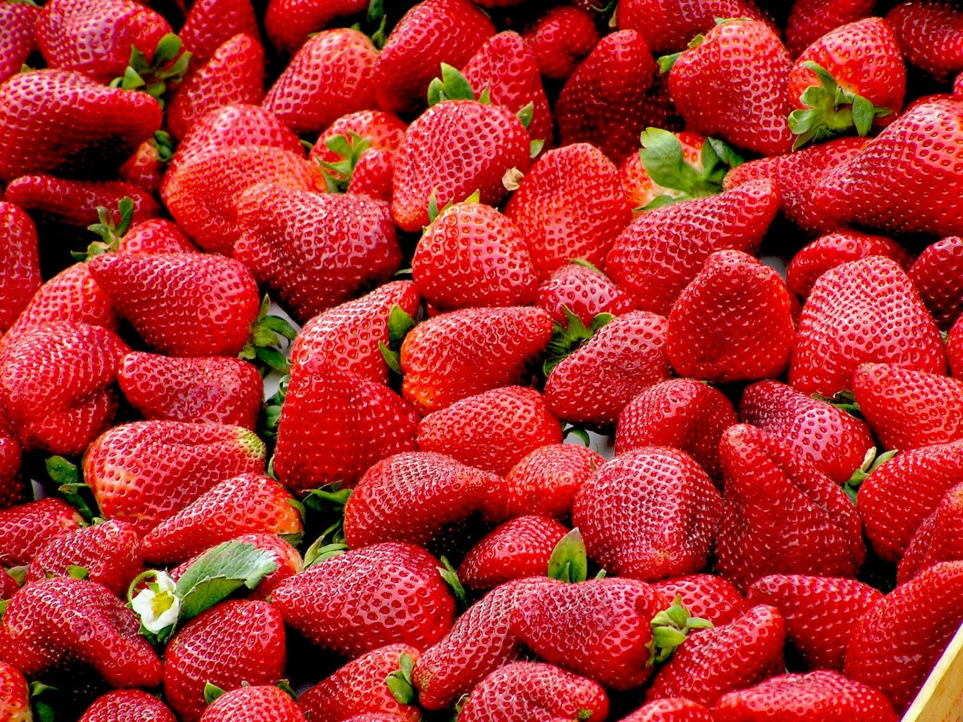 Gefriergetrocknete Erdbeeren — Knuspriger Genuss mit intensivem Aroma