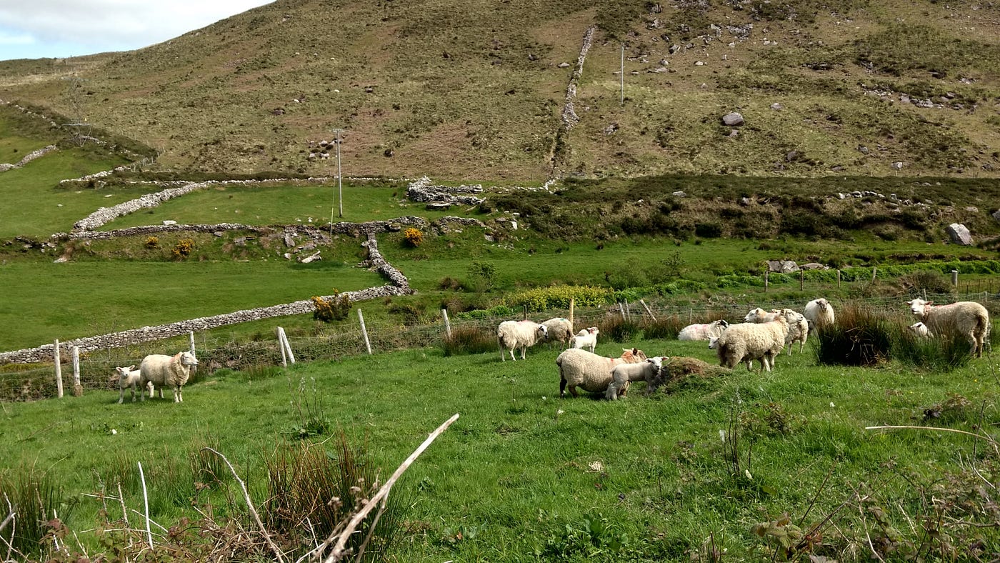 Mingling on The Dingle Trail