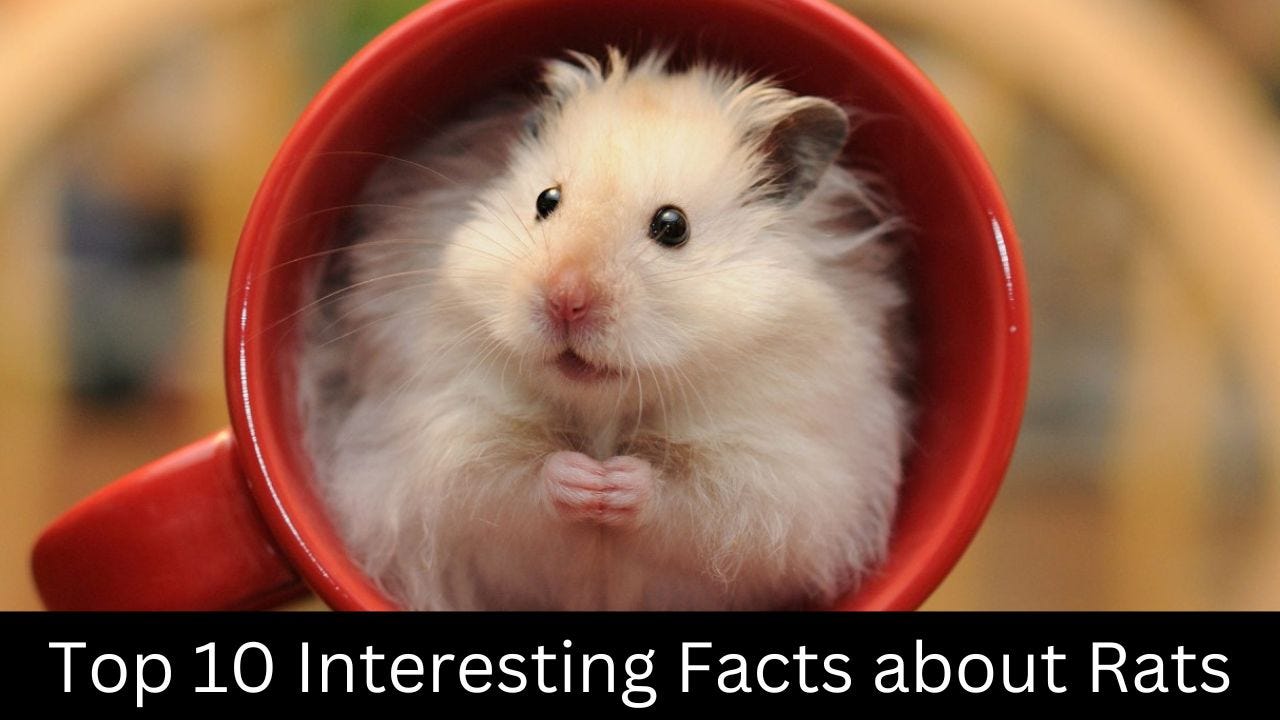 10 Surprising Facts About Hamsters