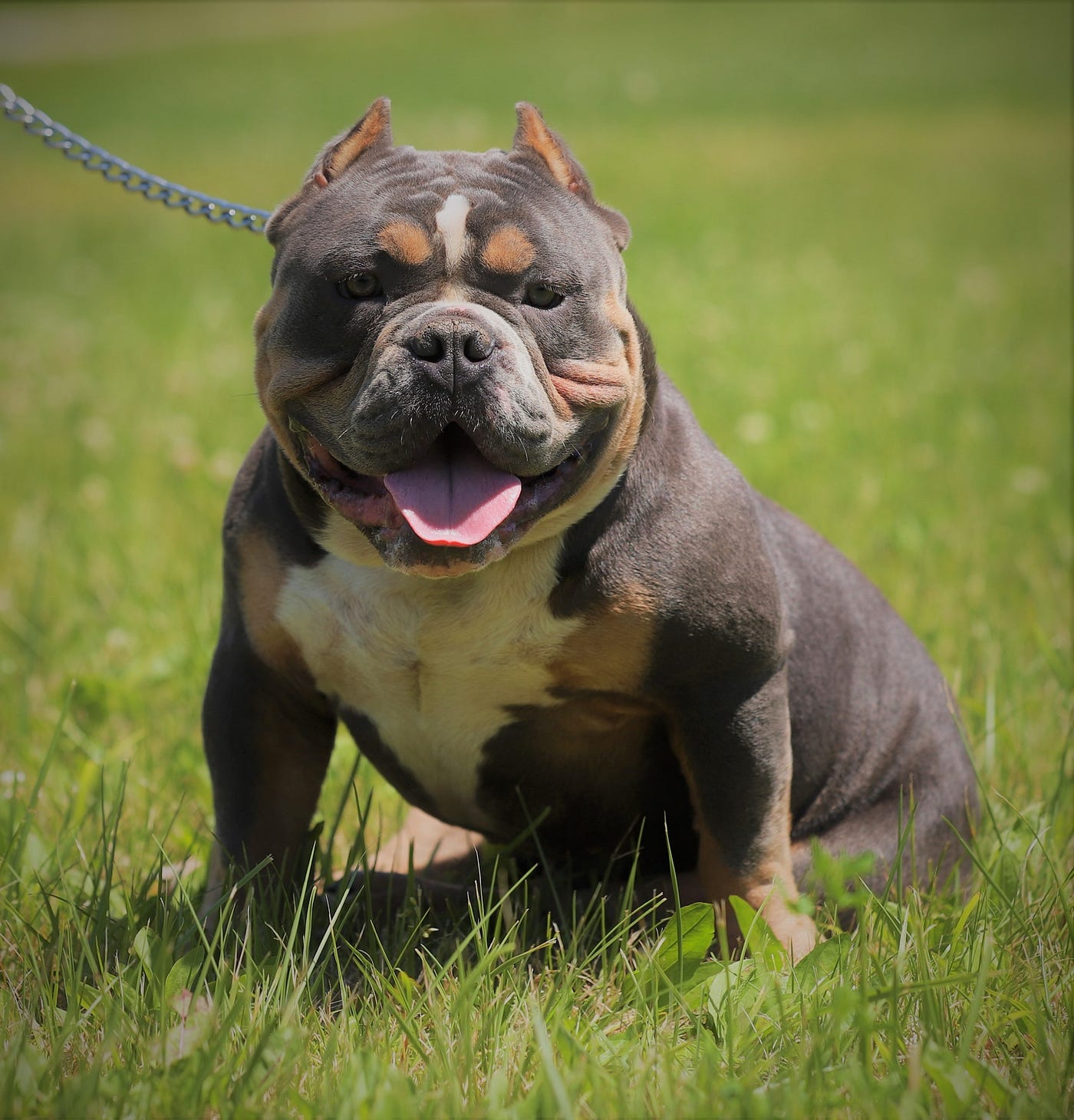 Pocket Bully for Sale: Koba’s Growth Story | Southeast Bully Kennels