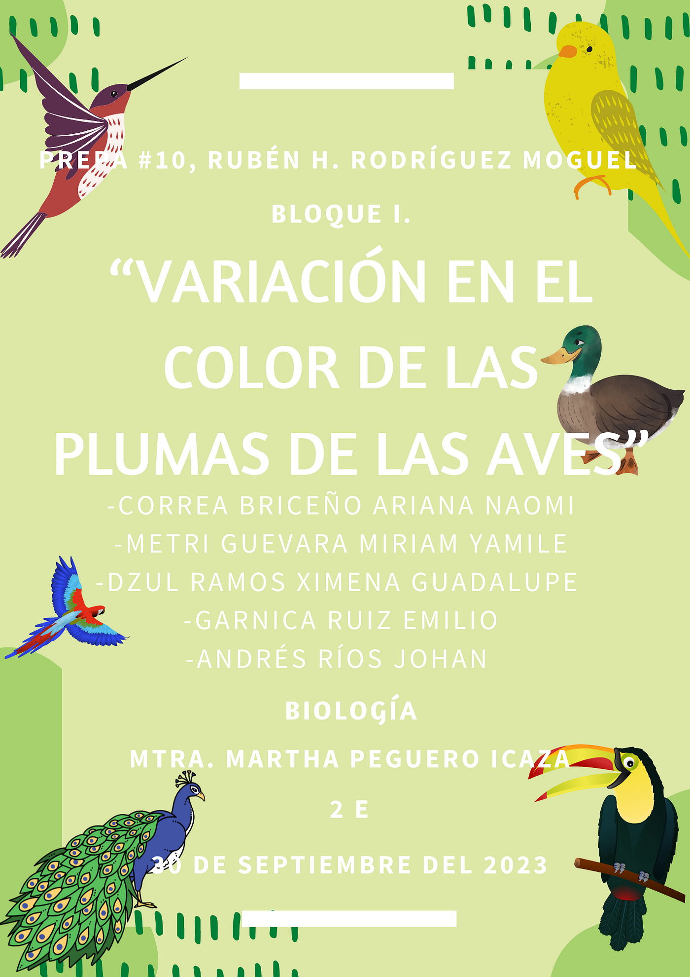 Variación en el color de las plumas de las aves. | by Bellaquitos | Medium