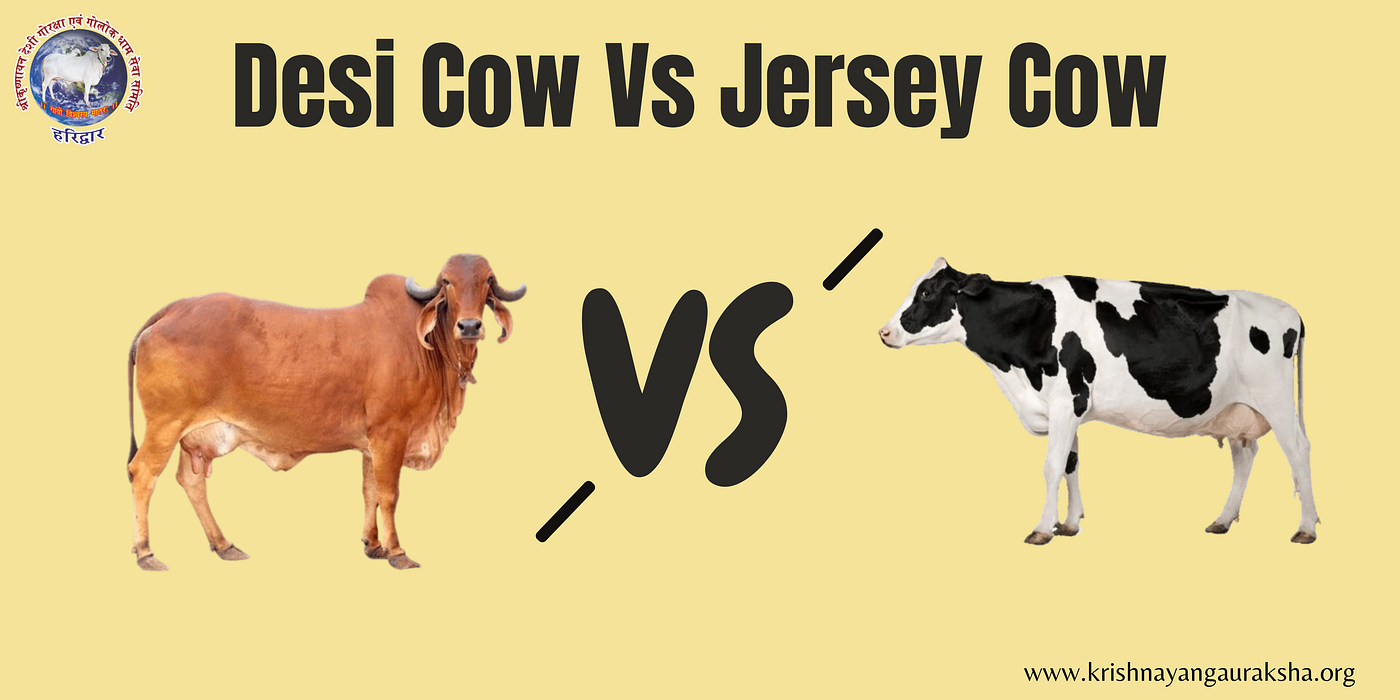 The Divine Benefits of Desi Cows: Health, Prosperity, and Spiritual Bliss