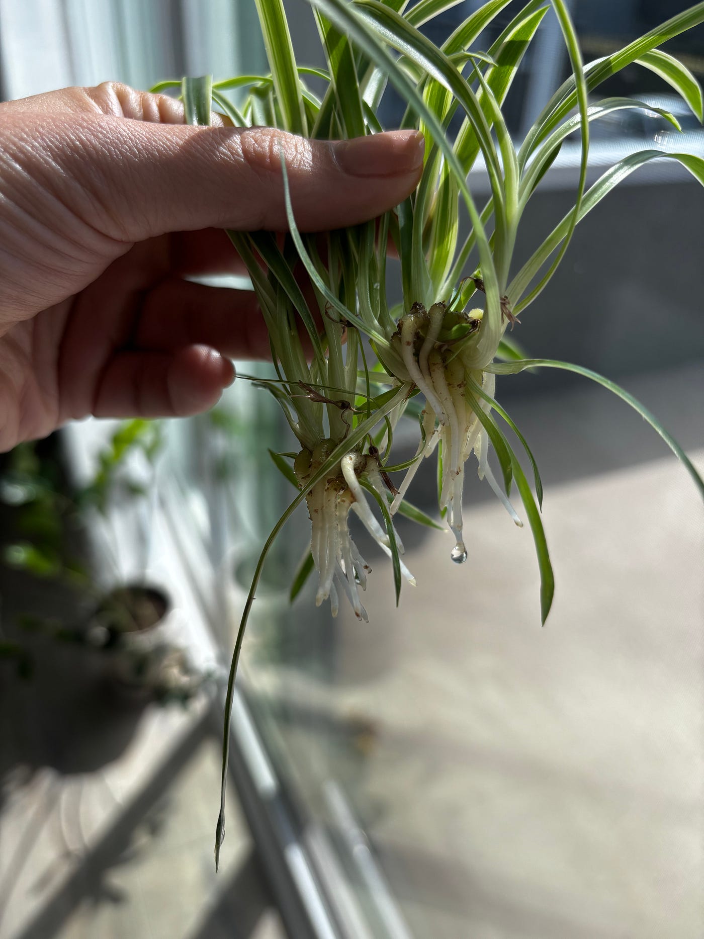 Lifestyle: How I Propagate Spider Plants | by Loudwhisper | Medium
