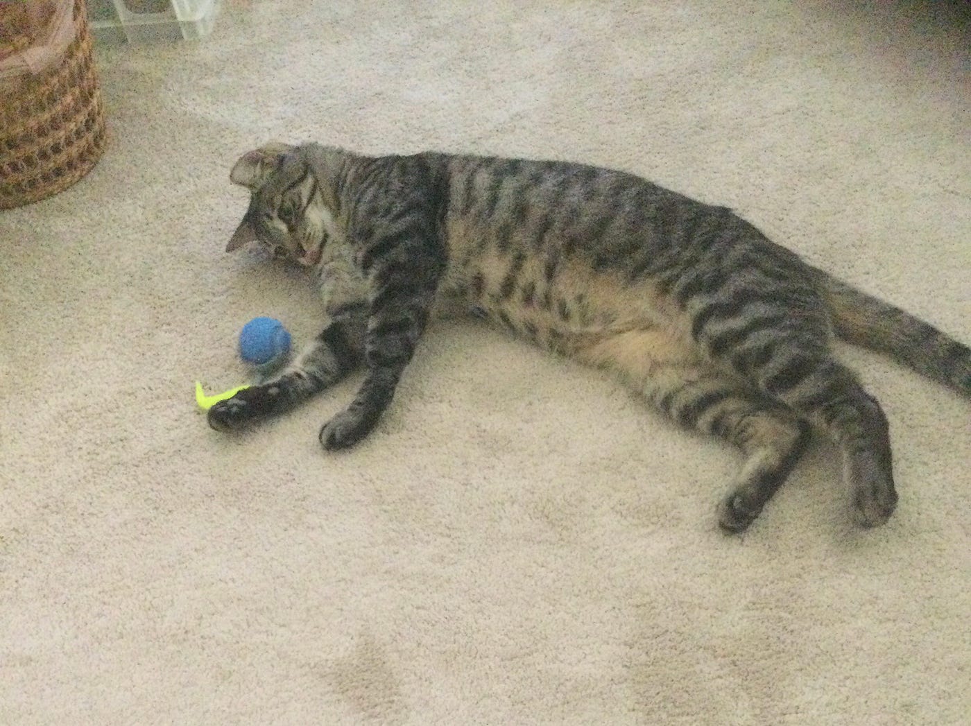 Do Stray Cats Like Toys: Surprising Facts Every Cat Lover Should Know