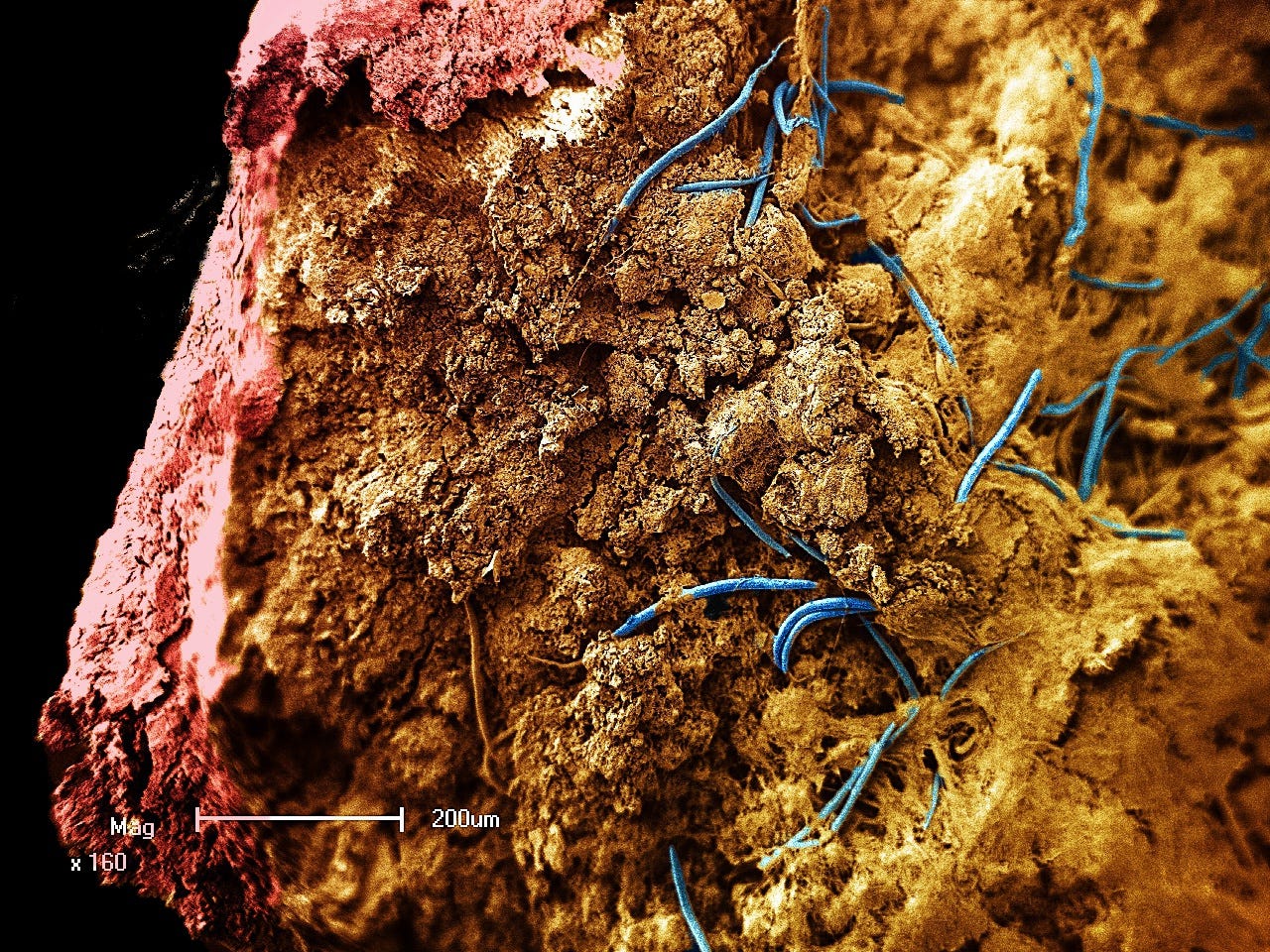 Существование форм жизни земля. Черви-нематоды Halicephalobus Mephisto. Дьявольские черви под землёй. Подземные бактерии.
