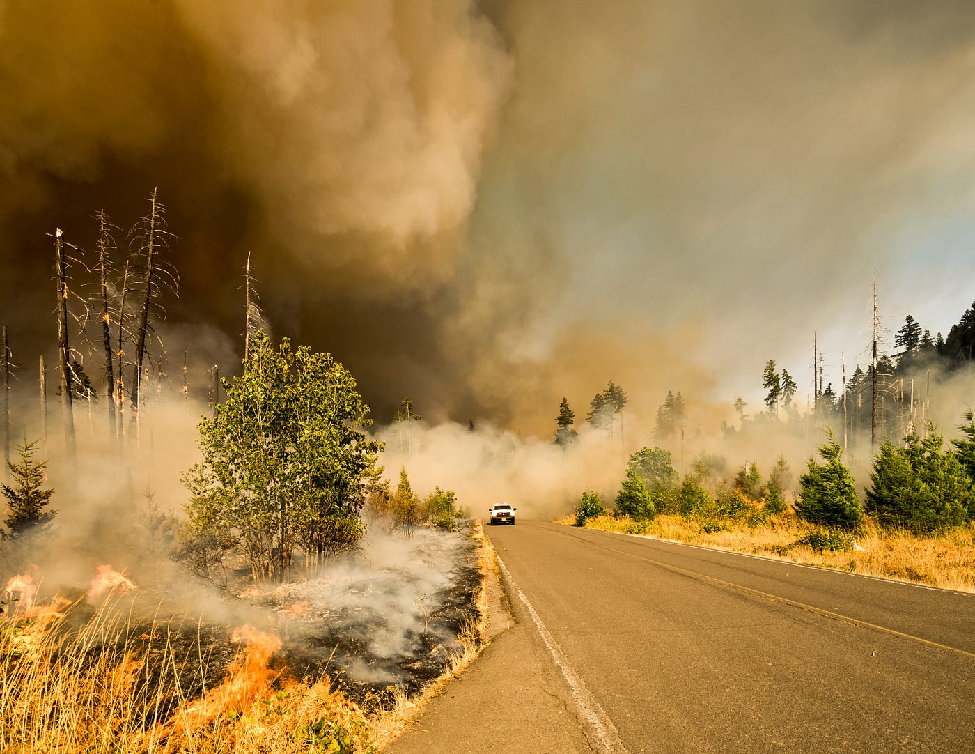 forest carbon offset strategy threatened by Canadian wildfires., by Janvi  Trivedi, The Current Chronicle: Unveiling the Latest News