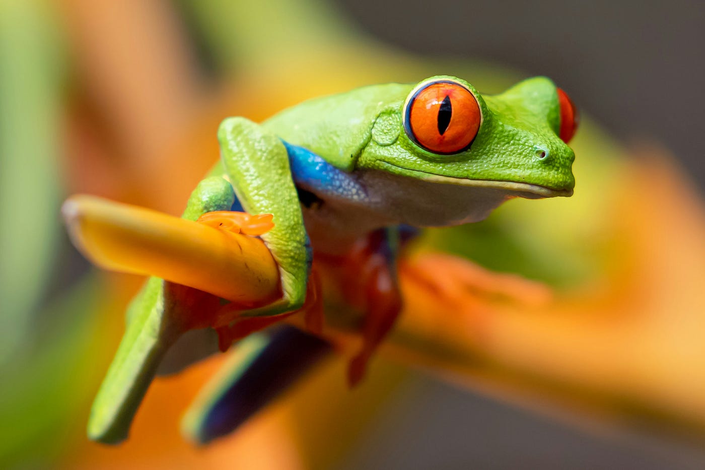 Global amphibian populations plunge: Six times more species declining since 1980