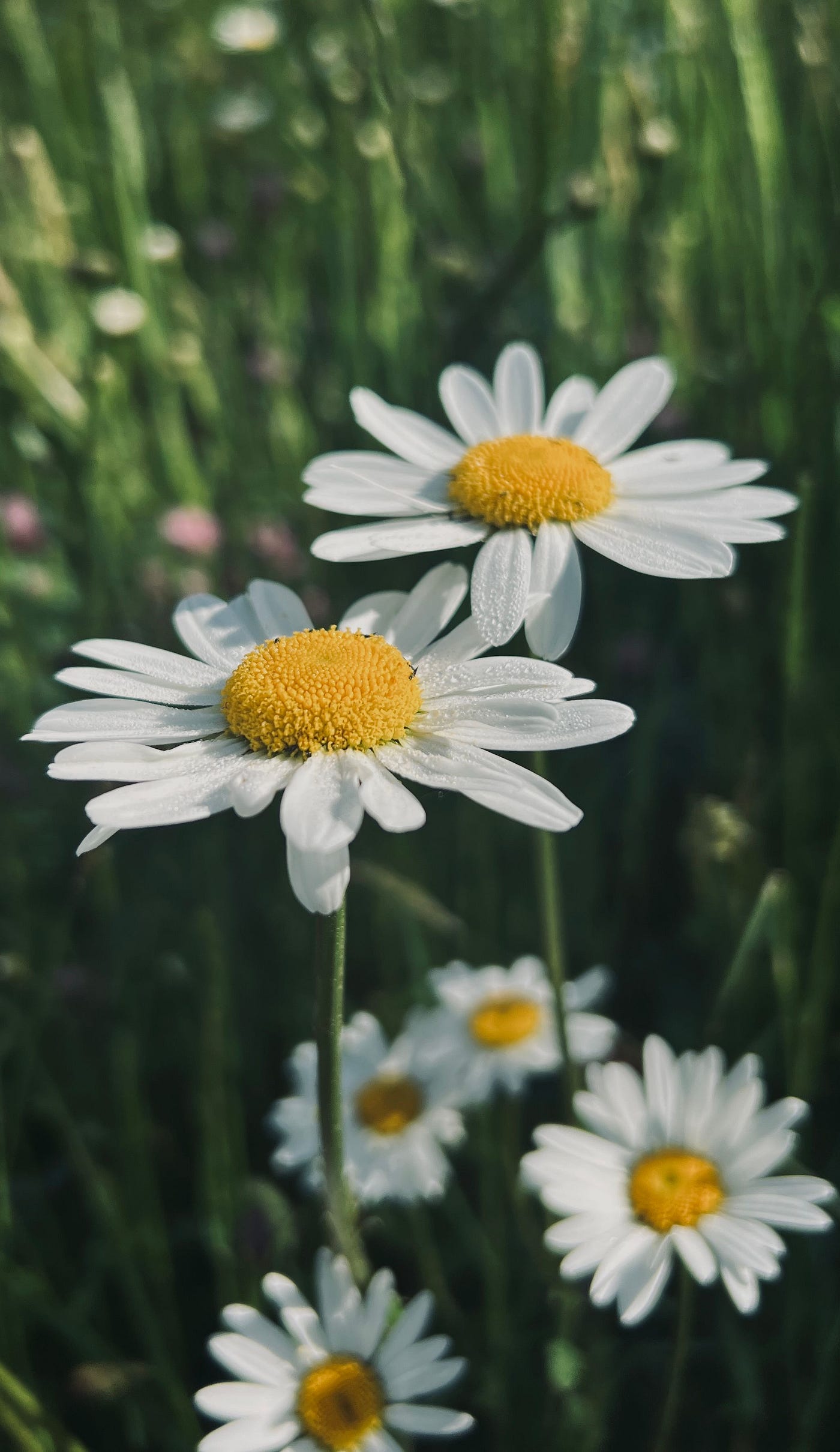 The Daisy: The Story of How an Ordinary Flower Has Become a Global Icon of Perseverance
