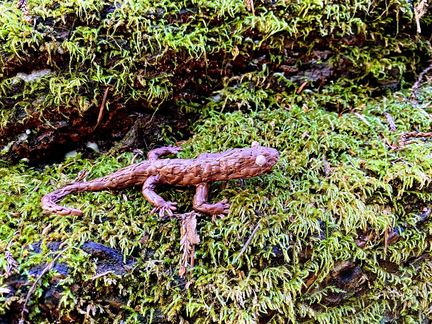 Discovering Muir Woods: Salamanders | by Flying Ink | Medium
