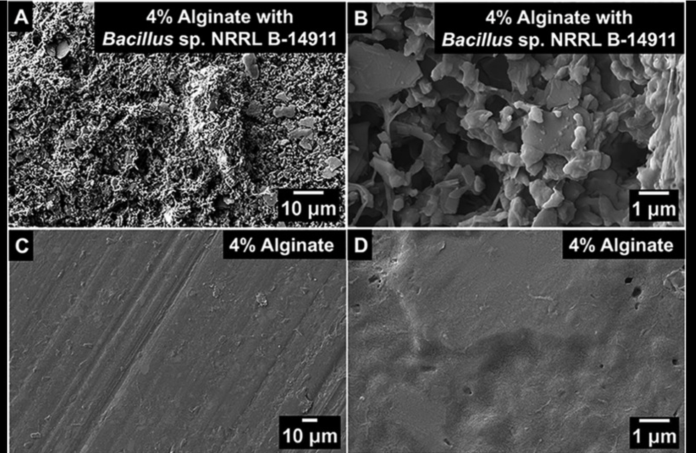 Living Bacterial Stickers Help Bioplastics Break Down Faster in the Ocean