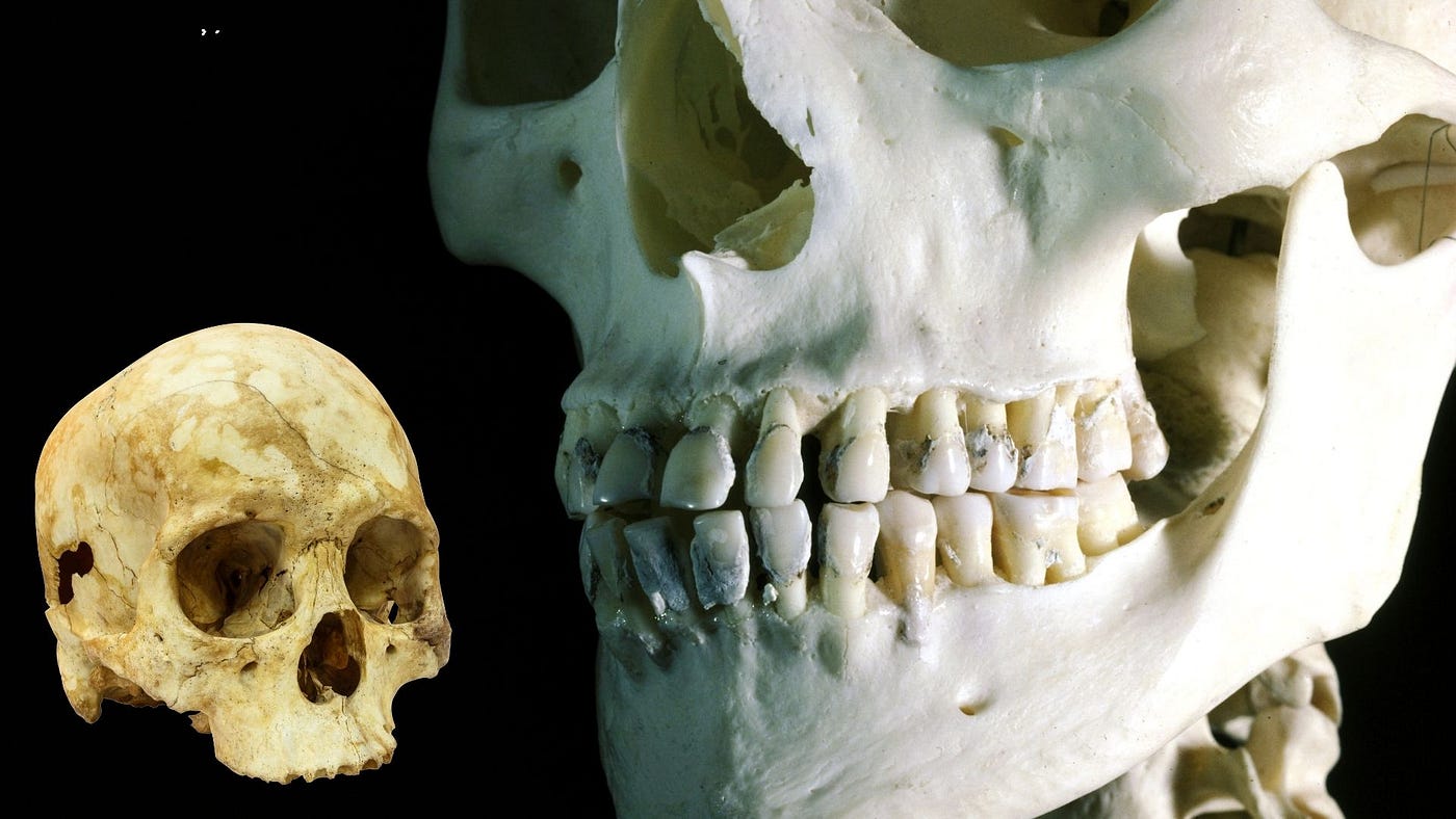 Illustration of two “Homo sapiens” human skulls. Powered by Canva