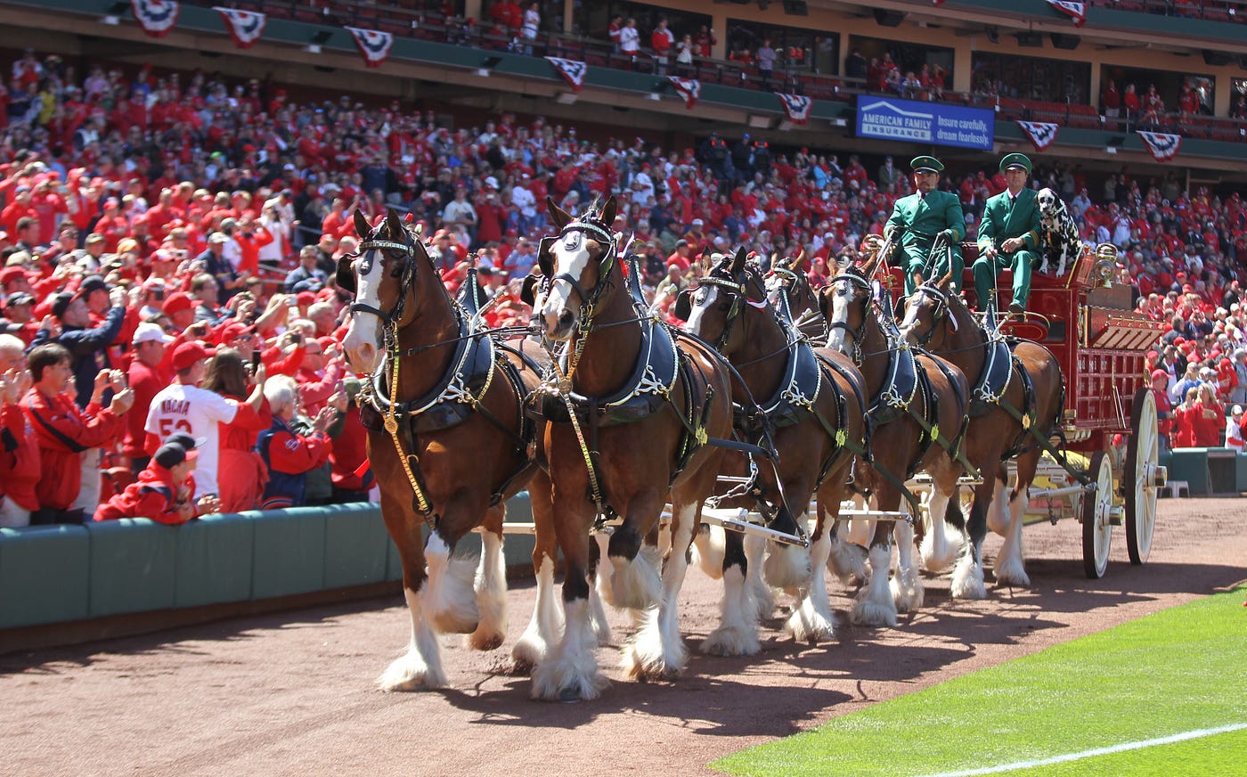 Cardinals Anheuser-Busch Clydesdales history