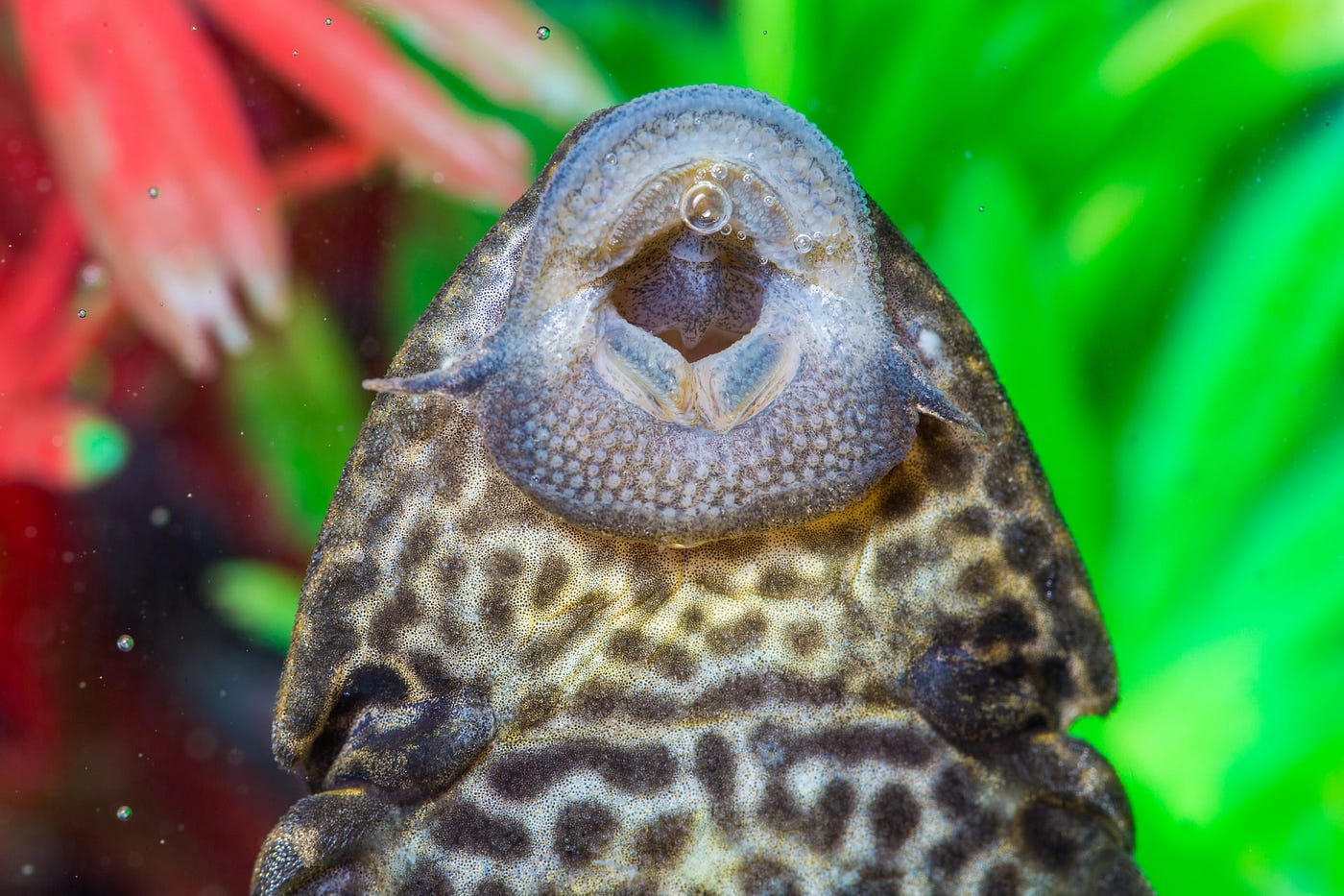 3 Main Reasons to Have a Plecostomus In Your Aquarium, by Tanu N Prabhu, Contemplate
