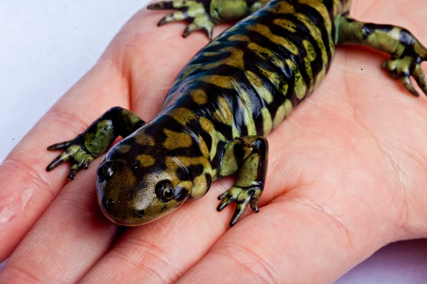 How I rescued my Tiger Salamander, by Jared Davidson