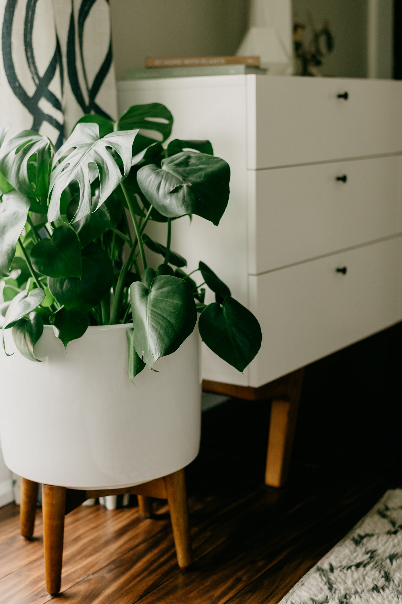 pachira money tree yellow leaves Money Tree 4" includes White Cover Pot  Houseplants New York LLC