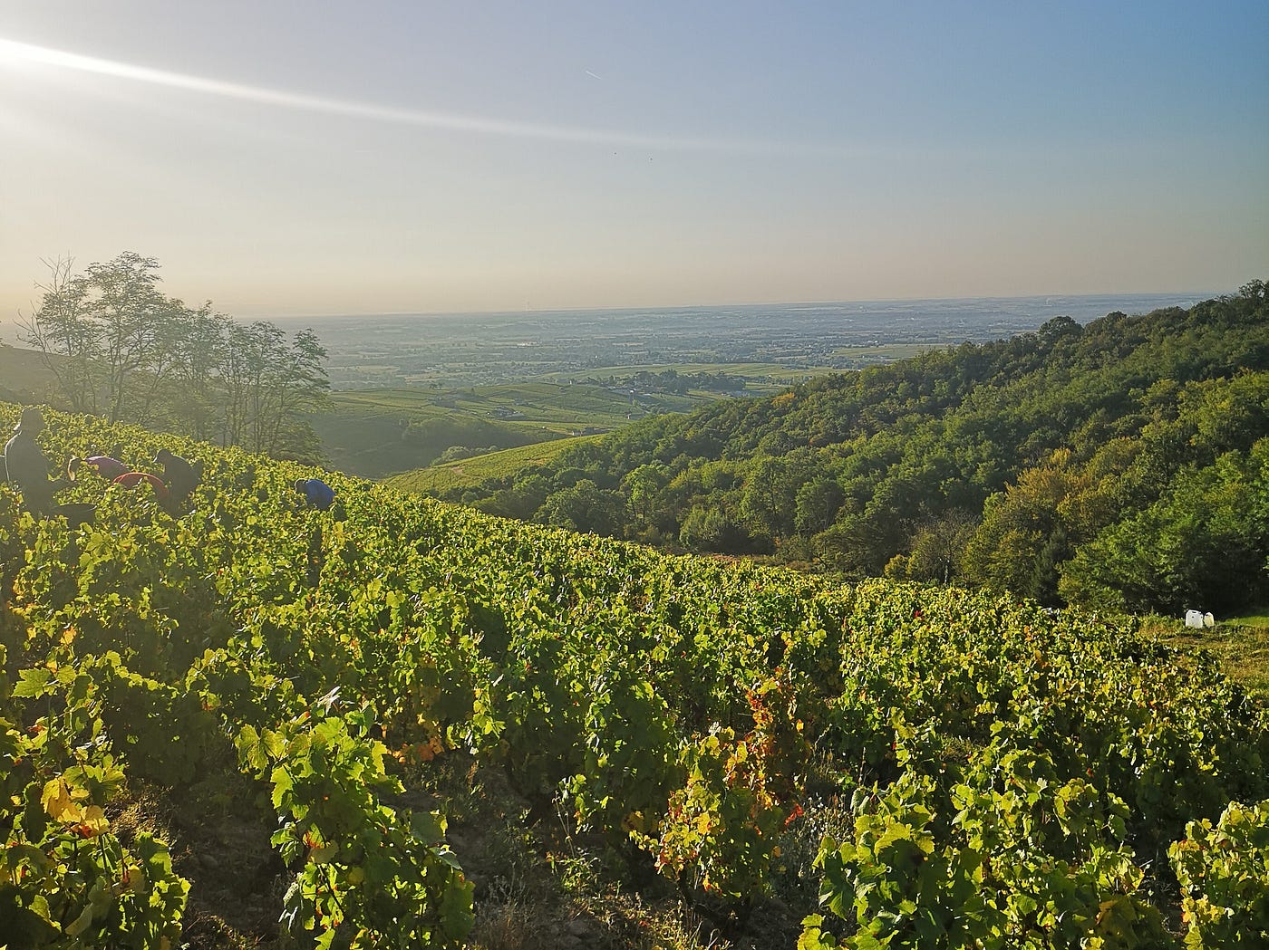 Would You Drink Wine from A Can? Here's Why You Should Consider It