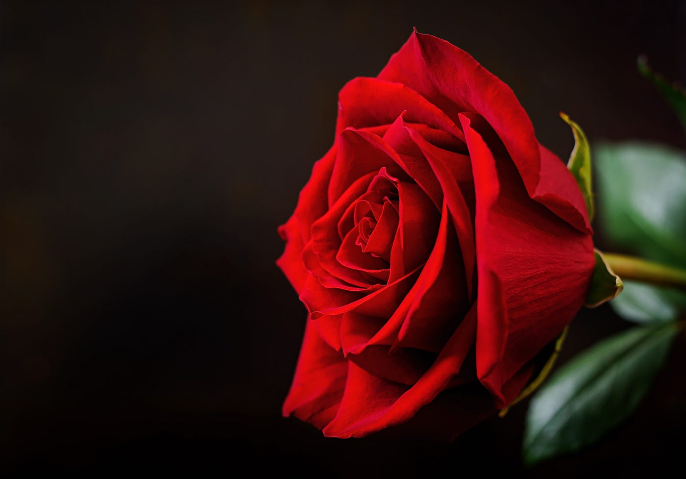 Uma Rosa Chamada Catiane