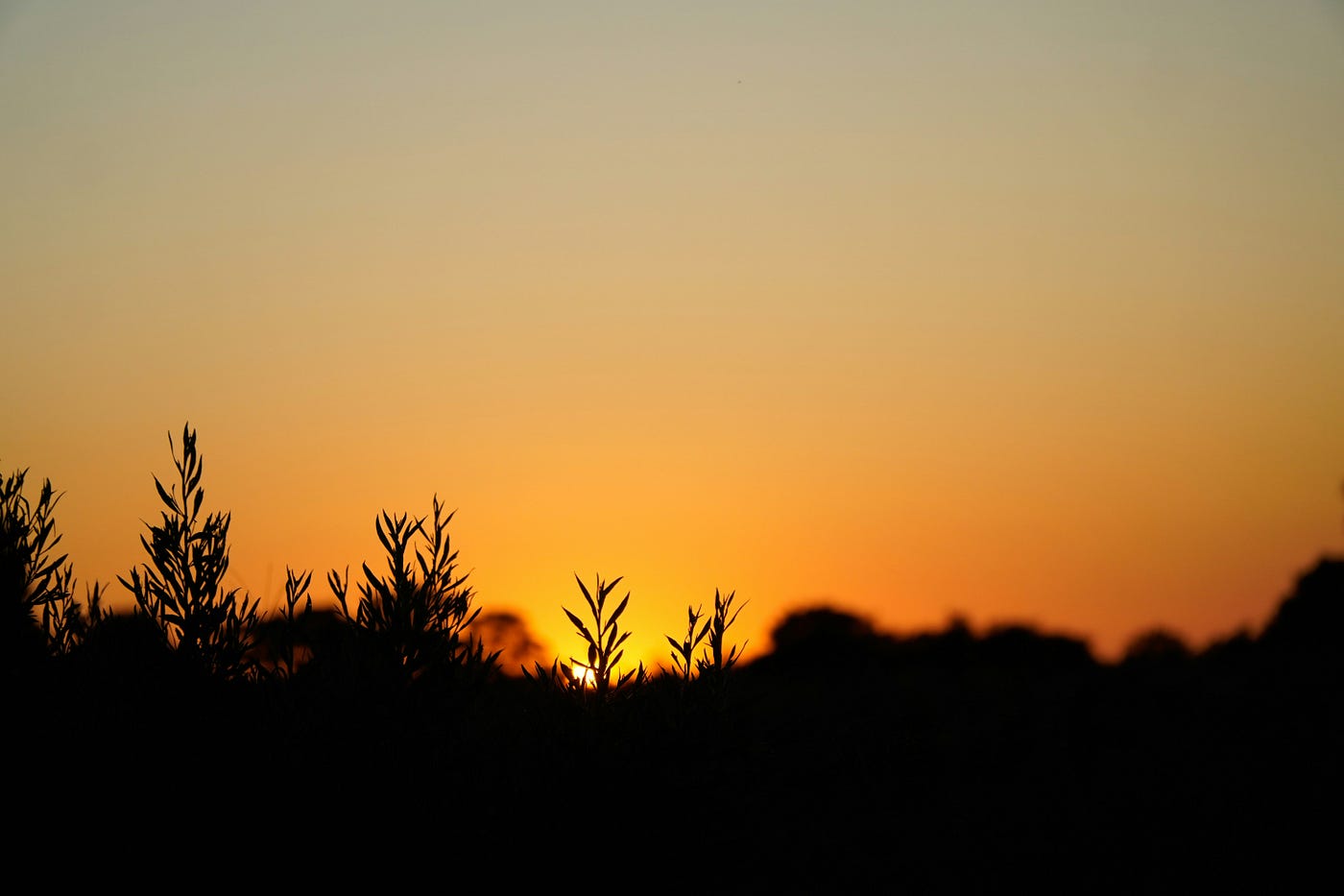 Evening