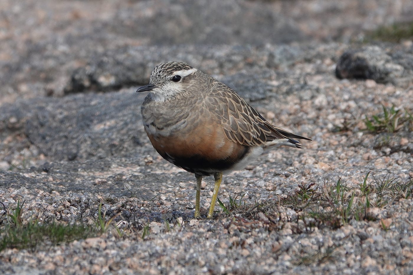 Male Dotterel © AllanPerkins