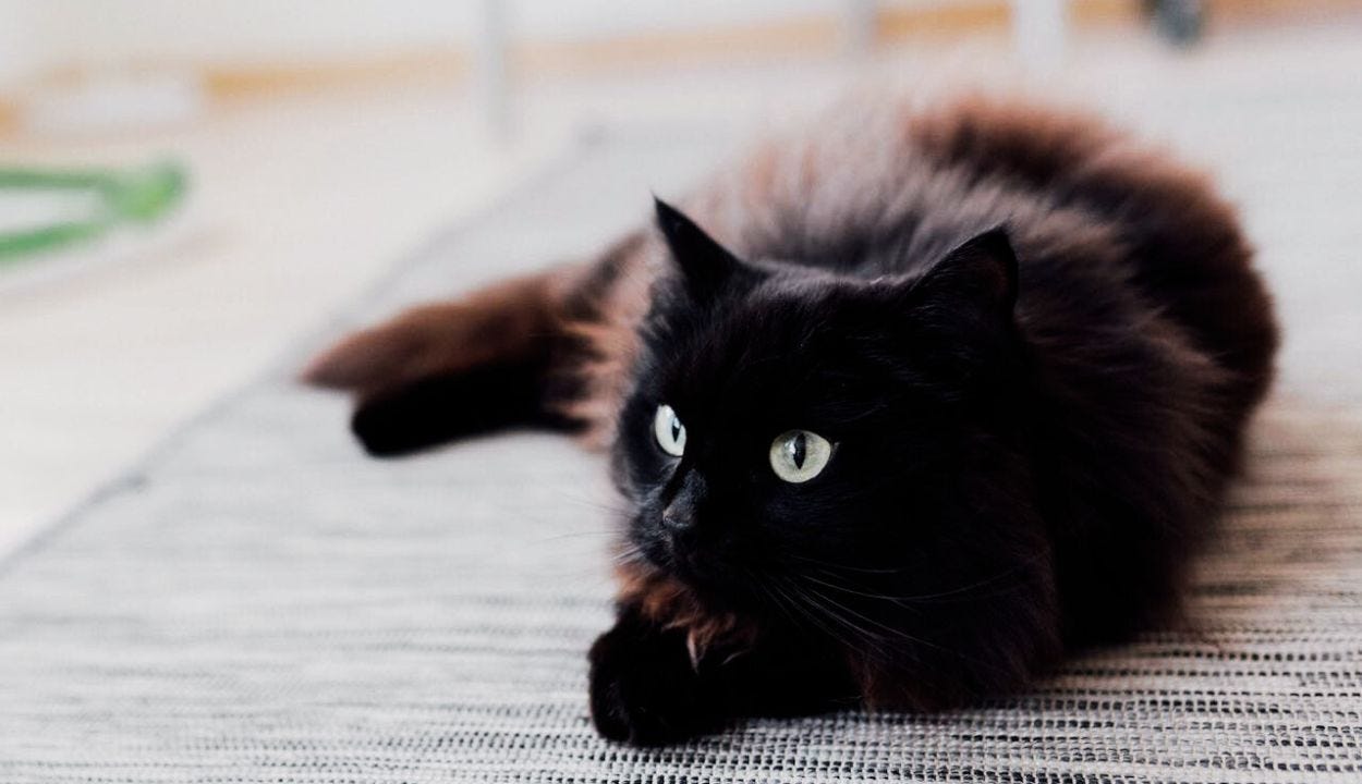 8 Amazing Black Smoke Cat Breeds. Are you a cat lover? You might know… | by  Xeepet | Jan, 2024 | Medium