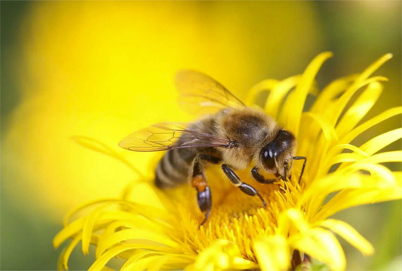 La amenaza silenciosa: Por qué la extinción de las abejas pone en riesgo al planeta