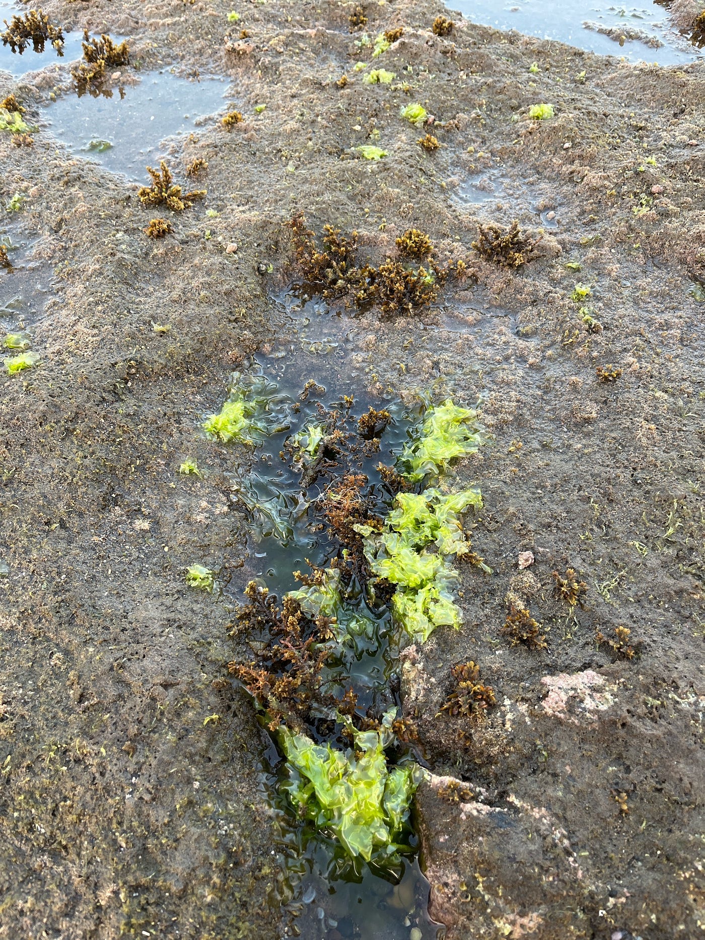Ulva (Sea lettuce)