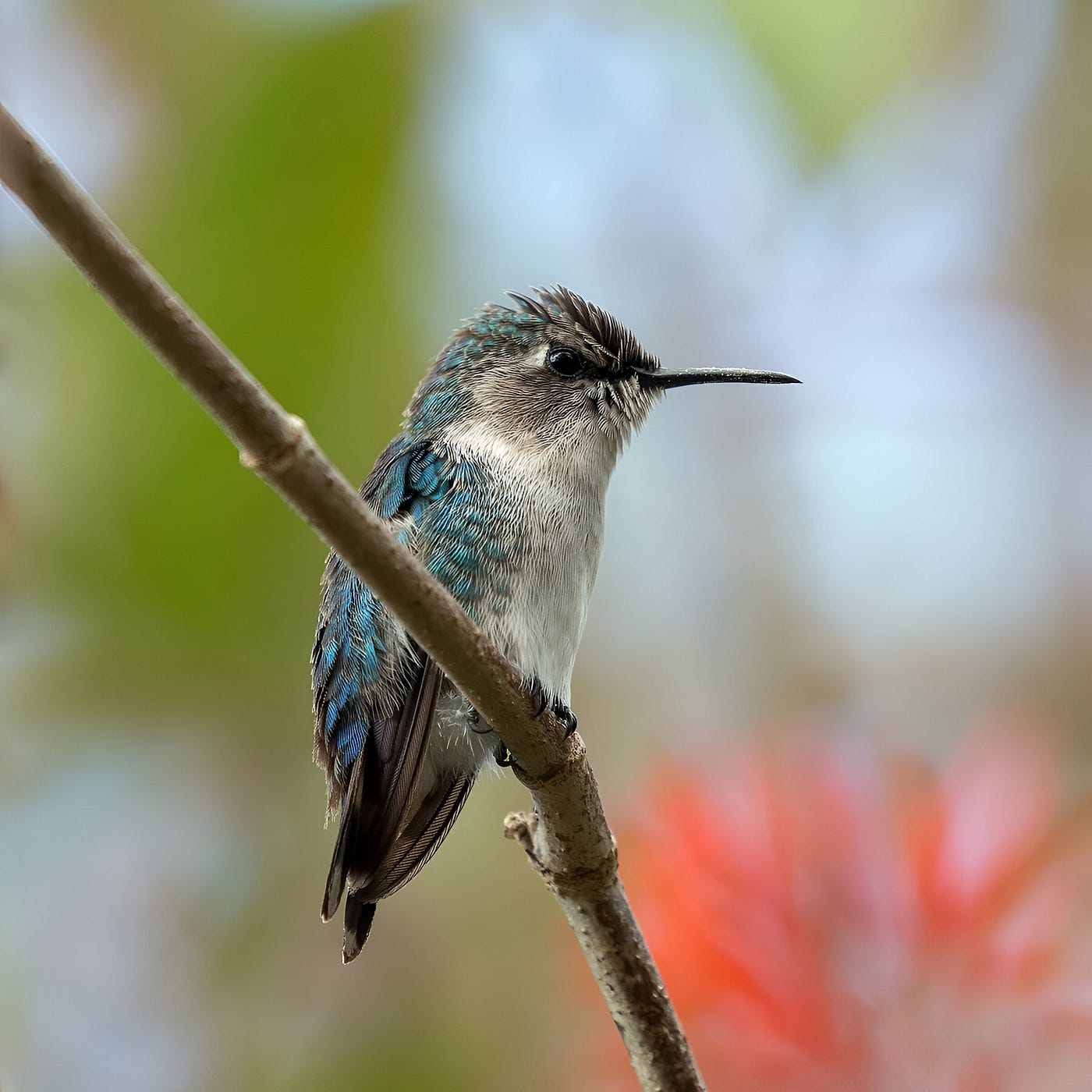 Bee Hummingbird, immature male. Image Credit: Wikipedia