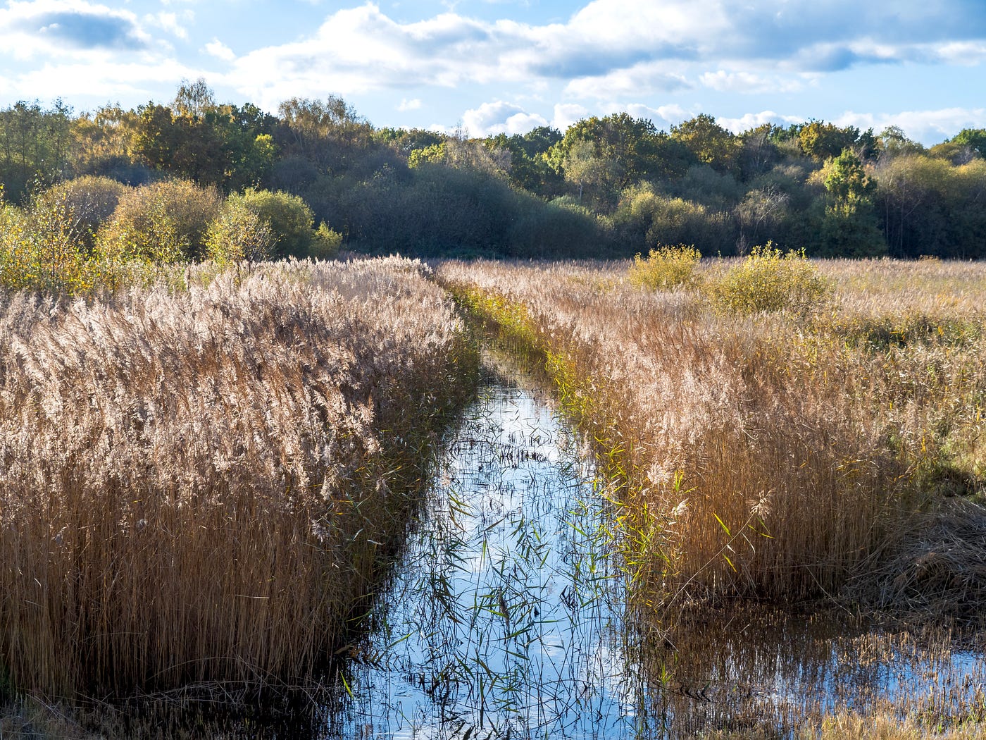 A secretive channel through the reeds at Potteric Carr, South Yorkshire (Photo by Author)